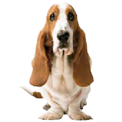 Hush Puppies Honduras logo